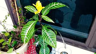 Houseplants Care 101 Ep 1 Zebra Plant [upl. by Salomo]