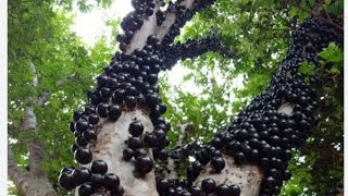 detergente de jabuticaba [upl. by Anaizit]