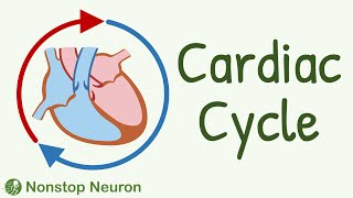 Cardiac Cycle  Systole Diastole Blood flow in heart Movement of Valves [upl. by Hiett]