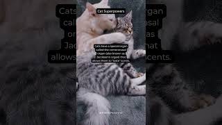 Cats VomeronasalOrgan JacobsonsOrgan Scent Superpower AnimalFacts InterestingFacts Shorts [upl. by Palecek]