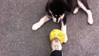 Alaskan Malamute Black Lab mix puppy 3 months old [upl. by Keviv923]