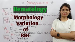 Hemopoiesis physiology।। Formation of blood cells ।। PATHOGENESIS ।। BarmanSir [upl. by Euqinorev]