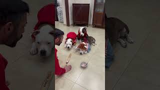 Ci metto la zampa e vinco🐾🐶 dogs dog dogfood dogvideo dogvideos [upl. by Leddy]