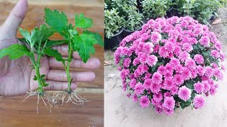 How to grow Chrysanthemum Very easy method  Chrysanthemum Propagation [upl. by Ellebasi]