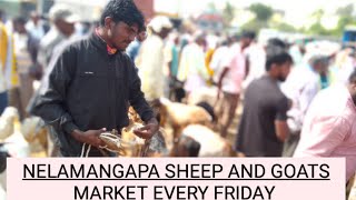 every Friday nelamangapa bazaar AGRIANIMALS [upl. by Leahcimnoj]