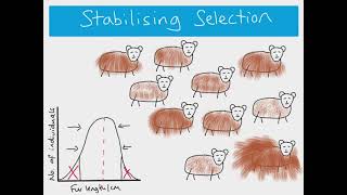 Stabilizing selection  Stabilizing natural selection [upl. by Yarased]