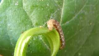 Cutworms Oruga cortadora Agrotis ipsilon [upl. by Agnesse35]