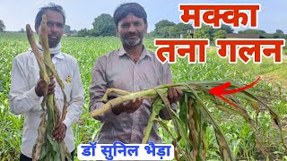 मक्का बैक्टिरियल तना गलन  तने से आ रही बदबू। Bacterial Stalk Rot of Maize drsunilbhaira [upl. by Chipman452]