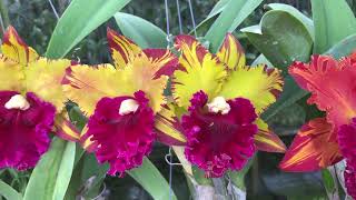 Cattleya RlcHey Song ‘Amazing Thailand’ winter bloom [upl. by Noryak]