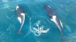 Orca Killer Whale Hunt Sea Lion FULL [upl. by Nerua334]