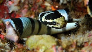 Sea Snakes Can Breathe Through Their Skin [upl. by Dorcia]