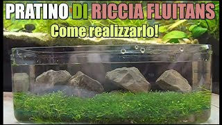 Come creare pratino acquario riccia fluitans muschio moss pellia how to setup lawn in the aquarium [upl. by Adnwahs]