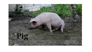 Educate Children About Animals Pigs Chickens Cats [upl. by Sidnal]