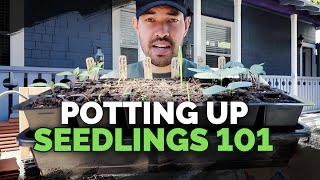 Potting Up Seedlings 101 Easy Seed Starting Tip [upl. by Ardekan110]