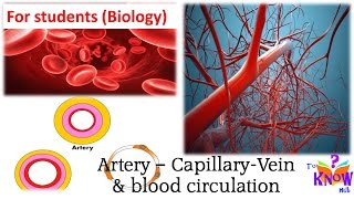 Biology  Artery Capillary Vein amp Blood Circulation simple explanation [upl. by Atterahs]