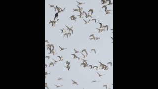 Flying Golden Plovers The Netherlands birds wildlife nature wildbirdlife animals photography [upl. by Ninazan]