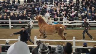 2024 Mid America Gelding and belgian mare clips [upl. by Allegra814]