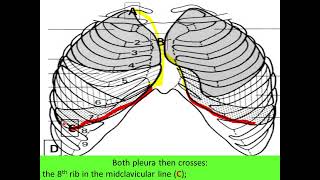 Surface marking of lung and pleura [upl. by Jaquenette41]