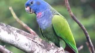 Blue headed parrot pionus menstruus [upl. by Stag]