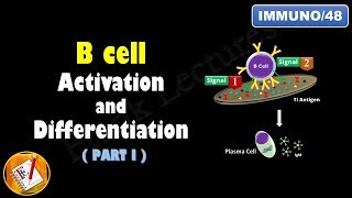 B cell Activation and Differentiation PART 1 T Independent Activation FLImmuno48 [upl. by Penelope]