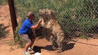 Laughing Hyenas at The Out Africa Zoo Camp Verde Arizona [upl. by Adlemy]