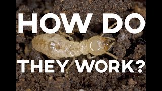 How Do Termite Treatments Work  Suburban Pest Management [upl. by Elatia]