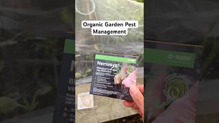 How to Use Nemasys Nematodes to Control Flea Beetles Natural Pest Management pestcontrol growveg [upl. by Demitria]