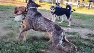 I Thought My GSP Was Going To Kill This Shar Pei At Dog Park [upl. by Wira16]