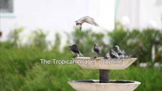 Tropical Village  Dayniile  The BIRDS  M A JIISOW [upl. by Leamiba653]