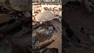 Beautiful Boletus mushroomfungiporciniciupecigrzybyhribiplizecepesfoodabventurenature [upl. by Piselli]