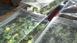 Indoor Plant Seedlings and Propagation Cuttings Tour [upl. by Gregory]