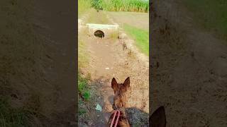 Geedar ka shikar 🐕 dangerous dog dog shortvideos [upl. by Ennayhs]