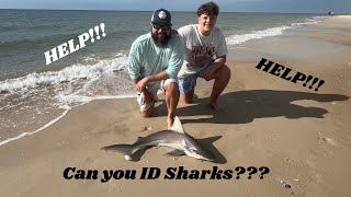 Can you ID these SHARKS Check out this video and help me out [upl. by Ingeborg]