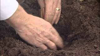 How to plant up bare rooted Iris from Mr Fothergills [upl. by Ivon88]