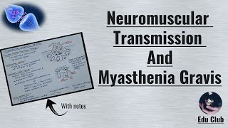 Neuromuscular Transmission  Myasthenia Garvis  Neuromuscular Junction  Nerve Muscle Physiology [upl. by Whitten549]