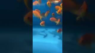 Lyretail Anthias  Saltwater Fish  Quarantined Fish shorts shortsfeed reef reefaquarium [upl. by Wally]