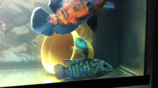 Oscar amp Jack dempsey cichlids [upl. by Mella284]