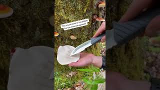 Harvesting Wild Reishi Mushroom with Foraged [upl. by Atnauq]