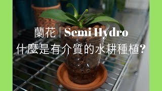 蘭花  介質半水耕101  蘭花種植  Semi Hydroponics [upl. by Peppi]