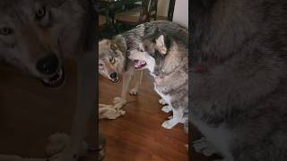 Wolf says quotStay Dog Stayquot wolfdog wolfpup [upl. by Torbert458]