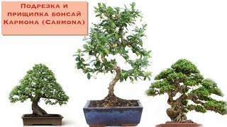 Секреты подрезки и прищипки бонсай из кармоны  The pinching and pruning of Carmona bonsai [upl. by Catto]