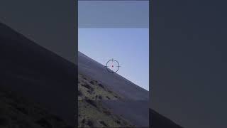 Mad Coyote Hunted from Helicopter [upl. by Morice]