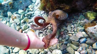 My Octopus Friend [upl. by Aseela52]