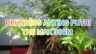 PRUNING BONSAI ANTING PUTRI THE MAX 30CM [upl. by Felty]