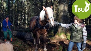 Pferdestärken Folge 12  Tiere bis unters Dach  SWR Plus [upl. by Silvers]