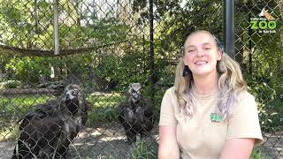 Cinereous Vulture Keeper Chat [upl. by Basil]