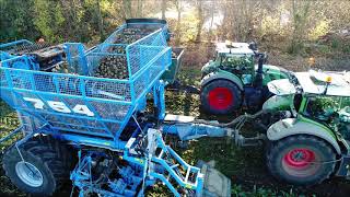 Edenhall 754  Suikerbieten rooien  Beet Harvest  Zuckerrüben ernten  Fendt  Farming [upl. by Saraiya238]