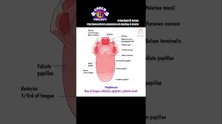 Anatomy of Pharynx  Read more Link in description  Dr Rahul Bagla Teaching ENT [upl. by Costello849]