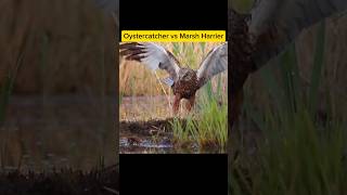 Oystercatcher vs Marsh Harrier hewan [upl. by Terris]