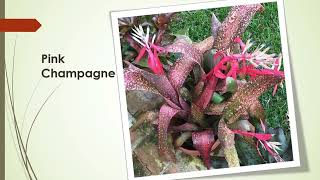 80 Gorgeous Billbergia Bromeliads Plant Varieties [upl. by Eusassilem]